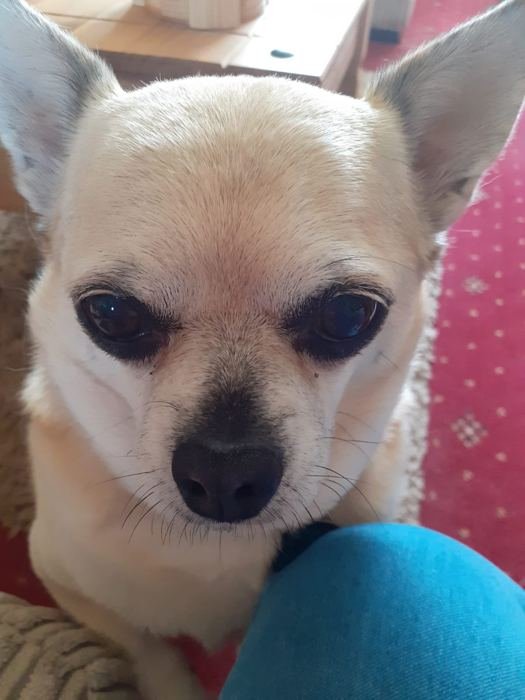 Bailey looking up from a lap with big dark eyes