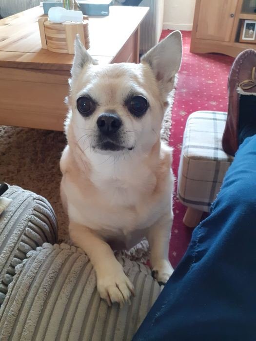 Bailey sitting up on the sofa
