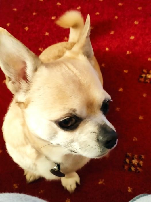 Bailey sitting on a red rug, looking to the side