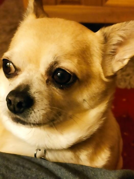 Close-up of Bailey's golden face