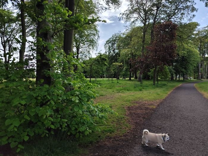 Bailey on a woodland path in the park
