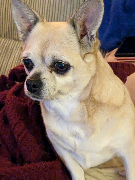 Bailey sitting on a red blanket
