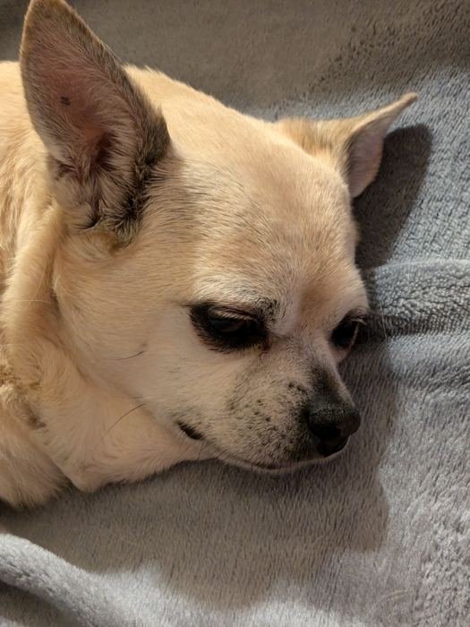 Bailey resting on a soft grey blanket