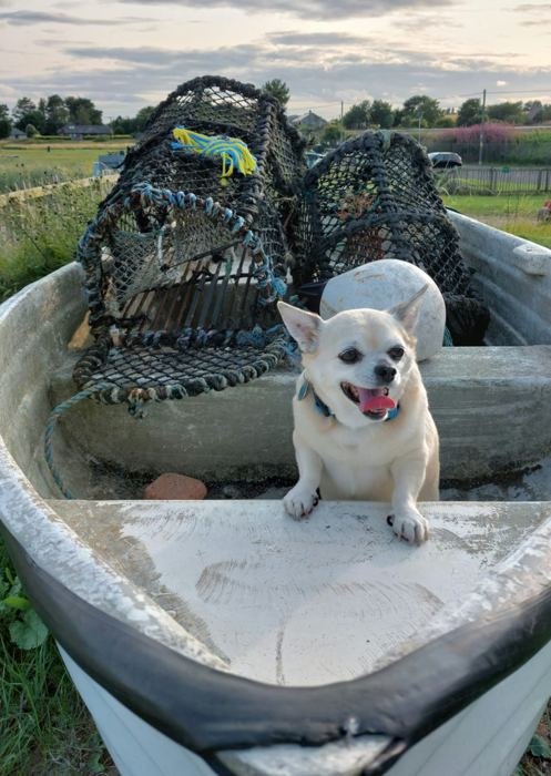 Bailey standing in an old boat beside lobster creels